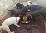 Te koop: Boerenfox pups, Dieren en Toebehoren, Honden | Niet-rashonden, 8 tot 15 weken, Meerdere, Meerdere dieren, Middel