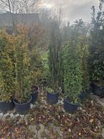 Taxus 150 cm, Volle zon, Vaste plant, Bloeit niet, Ophalen
