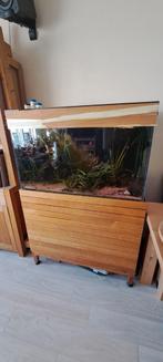 Aquarium 100x50x50 met sump, Dieren en Toebehoren, Vissen | Aquaria en Toebehoren, Ophalen, Gevuld zoetwateraquarium