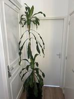 Hoge Dracaena Kamerplant met Wieltjespot, Huis en Inrichting, Kamerplanten, Ophalen, Overige soorten, Halfschaduw, In pot