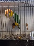 Forse Roestkopcaique man compleet, Dieren en Toebehoren, Vogels | Parkieten en Papegaaien, Mannelijk, Parkiet, Geringd