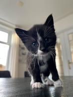 Kittens van boerderijkat, Dieren en Toebehoren, Meerdere dieren, Kortharig, 0 tot 2 jaar