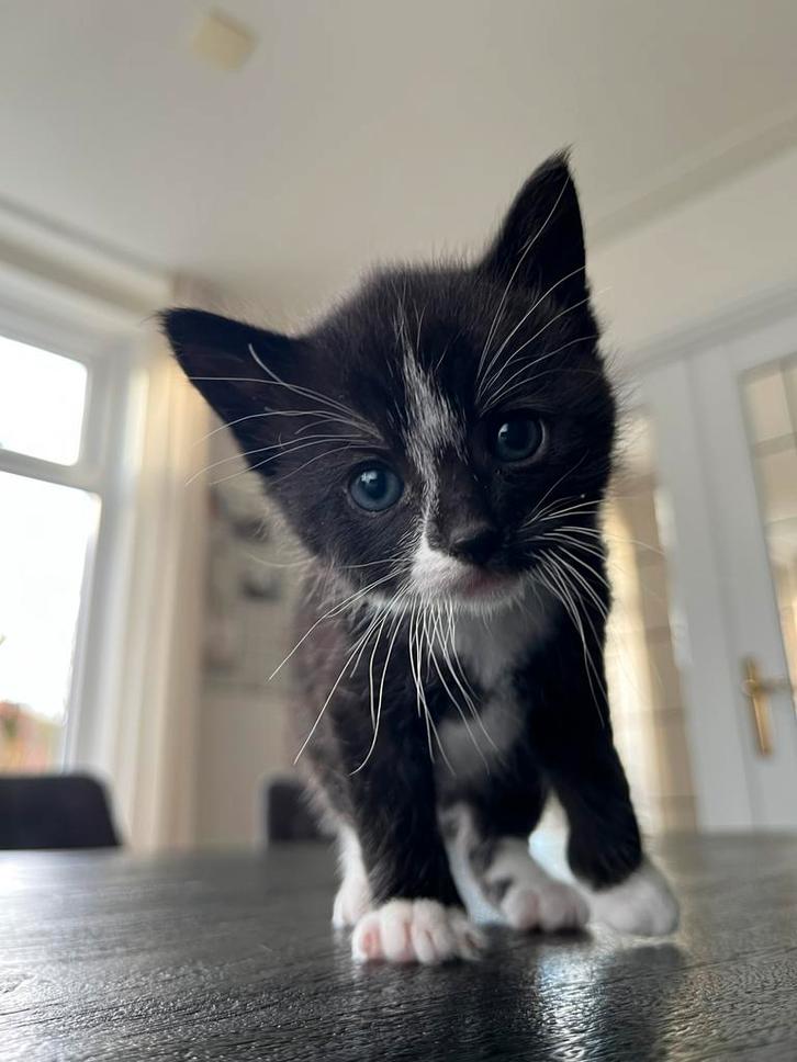 Kittens van boerderijkat, Dieren en Toebehoren, Katten en Kittens | Overige Katten, Kortharig, Meerdere dieren, 0 tot 2 jaar