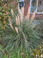 pampasgras ongeveer 125 cm hoog, Ophalen of Verzenden, Overige soorten, Volle zon