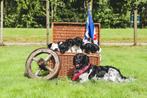 Friese stabijpups, Dieren en Toebehoren, Honden | Retrievers, Spaniëls en Waterhonden, Rabiës (hondsdolheid), Overige rassen, 8 tot 15 weken