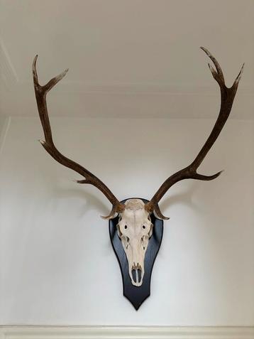 Hert op schild - 80x80 cm - Hertengewei beschikbaar voor biedingen