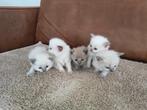 ragdoll kittens, Meerdere dieren, Ontwormd, 0 tot 2 jaar