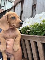 Blond reutje - dwergteckel pup  🏡🐶, Dieren en Toebehoren, Honden | Teckels en Dashonden, Reu, 8 tot 15 weken, Korthaar, Dwerg