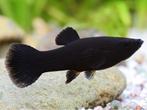 GRATIS - 5 Black molly vissen, Vis