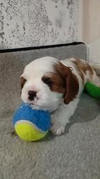 Puppys, 15 weken tot 1 jaar, Meerdere, Meerdere dieren, Spaniël