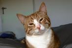 Kater, Dieren en Toebehoren, Kater, Kortharig, 0 tot 2 jaar