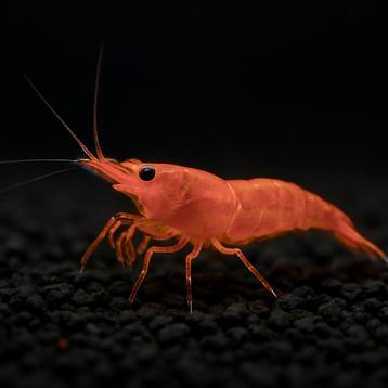 Orange sakura  garnalen beschikbaar voor biedingen