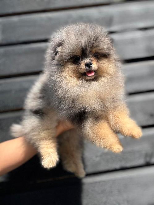Pomeriaan Merle Tan pups teefjes nog 1 beschikbaar, Dieren en Toebehoren, Honden | Chihuahua's en Gezelschapshonden, Meerdere dieren