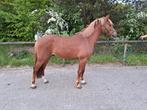 Hele lieve 3,5 jarige New Forest pony, Dieren en Toebehoren, Pony's, B, Gechipt, Ruin, 3 tot 6 jaar