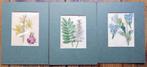 Botanische prenten - 3 kopergravure's van 1833, Antiek en Kunst, Kunst | Etsen en Gravures, Ophalen of Verzenden