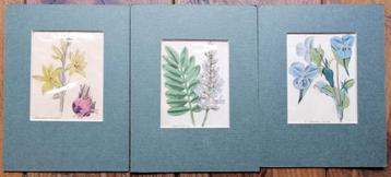 Botanische prenten - 3 kopergravure's van 1833 beschikbaar voor biedingen