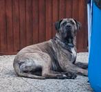 Gezocht Dekreu, Parvo, Teef, Eén hond, 3 tot 5 jaar