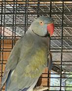 Te Koop 5 halsbandparkieten, Dieren en Toebehoren, Vogels | Parkieten en Papegaaien, Meerdere dieren, Parkiet, Geringd