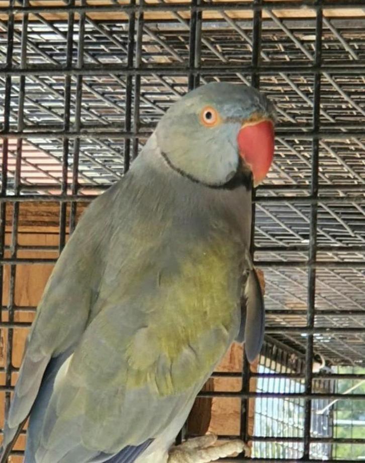 Te Koop 5 halsbandparkieten, Dieren en Toebehoren, Vogels | Parkieten en Papegaaien, Parkiet, Meerdere dieren, Geringd