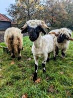 Lieve gezellige grasmaaier / Walliser Schwartznase hamel, Mannelijk, Schaap, 0 tot 2 jaar