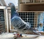 Rechtstreekse Gert Rotman, Dieren en Toebehoren, Vogels | Duiven, Mannelijk, Postduif