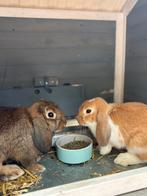 Hangoor konijnen, Dieren en Toebehoren, Konijnen, Mannelijk, Hangoor
