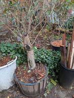 Olijfboom, Bloeit niet, 100 tot 250 cm, Olijfboom, Ophalen