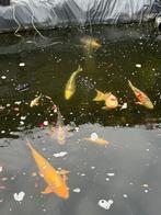 Koikarpers te koop !, Dieren en Toebehoren, Vissen | Vijvervissen, Karper of Koi