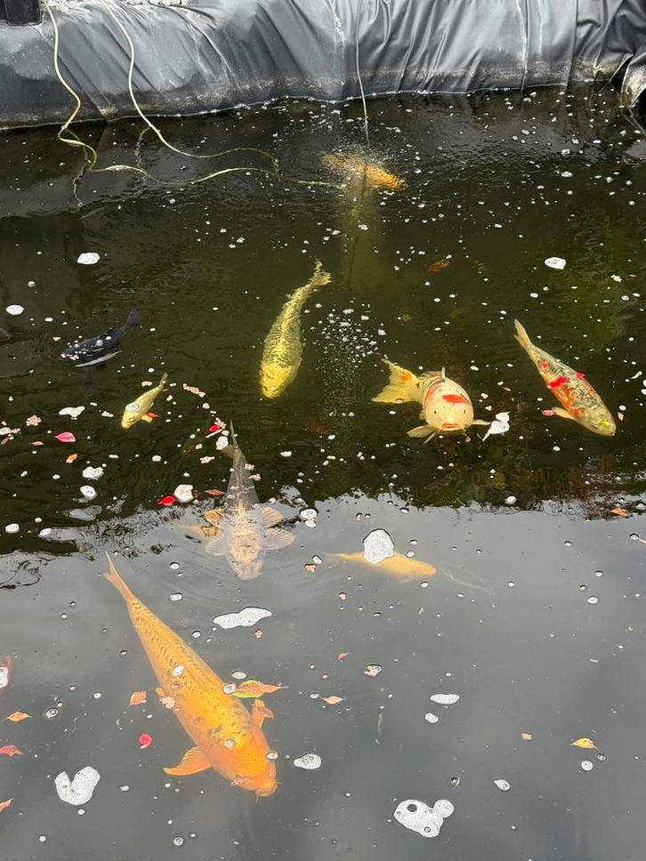 Koikarpers te koop !, Dieren en Toebehoren, Vissen | Vijvervissen, Karper of Koi
