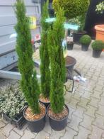 Cupressus semp.totem  Italiaanse cipers, Ophalen, Bloeit niet, Vaste plant, Volle zon