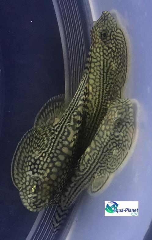 Sewellia lineolata, Dieren en Toebehoren, Vissen | Aquariumvissen, Zoetwatervis, Vis