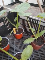 Gele courgetteplanten (Courgette Lemona), Ophalen, Minder dan 100 cm, Overige soorten, Zomer