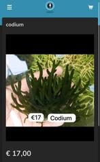 Codium (macro algen), Dieren en Toebehoren, Overige typen, Zoutwatervis
