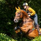 Grote stoere ruin, Dieren en Toebehoren, Paarden, Gechipt, Ruin, 170 tot 175 cm, L