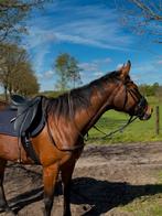 liefste allrounder, Dieren en Toebehoren, Paarden, Ruin, Recreatiepaard