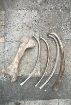 Verzameling botten oa ribben en een dijbeen, Verzamelen, Dierenverzamelingen, Ophalen of Verzenden, Zo goed als nieuw, Boerderijdier