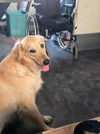 Goed tehuis gezocht voor flatcoated retriever  van 1 jaar, Dieren en Toebehoren, Golden retriever, Reu, 1 tot 2 jaar, CDV (hondenziekte)