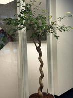 Ficus Benjamin op Stam met Plantenbak, Ophalen, Ficus, Halfschaduw, In pot