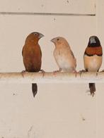 Zeer mooi koppel zilverbekjes 100% KOPPEL, Dieren en Toebehoren, Vogels | Overige Vogels, Meerdere dieren, Tropenvogel