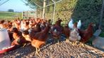 Mooie jonge leghennen te koop, Dieren en Toebehoren, Pluimvee, Vrouwelijk, Kip