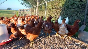 Mooie jonge leghennen te koop beschikbaar voor biedingen