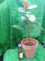 Italiaanse terracotta pot met licht beschadigde Rubberplant, Huis en Inrichting, Kamerplanten, Ophalen, Volledige schaduw, Overige soorten
