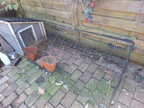 Nachthok met ren, Dieren en Toebehoren, Pluimvee, Eend, Meerdere dieren