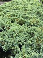 Jeneverbes of Juniperus 'Blue Carpet', Lente, Overige soorten, Volle zon, Ophalen of Verzenden