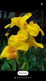 5 Canna Indica yellow, Tuin en Terras, Bloembollen en Zaden, Ophalen of Verzenden, Volle zon, Knol