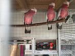 Rosé kaketoe pop, Vrouwelijk, Papegaai, Geringd