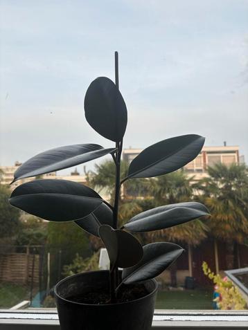 Ficus Elastica Rubberplant - Prachtige kamerplant 30cm beschikbaar voor biedingen