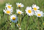 zaden wilde Margriet, Ophalen of Verzenden, Voorjaar, Volle zon, Zaad