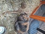 Zoekt voedster konijn die gesteriliseerd is, Dieren en Toebehoren, Konijnen, Vrouwelijk