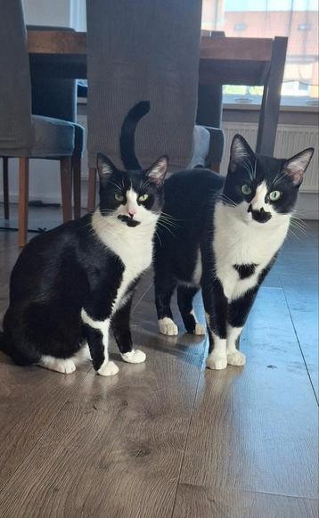 Kater en poes, katten spoed beschikbaar voor biedingen